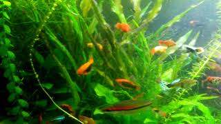 Neocaridina Shrimp Watching In Planted Livebearer Community Tank [upl. by Leopoldine]