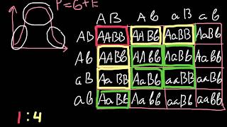 14641 Phenotypic ratio explained [upl. by Chappie]