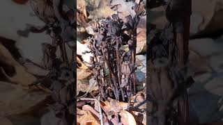 Ghost Pipe dried stage monotropa herbaltea wildflowers [upl. by Virge]