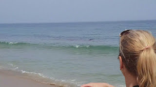 White Shark attacks at the Nauset beach at Cape Cod US [upl. by Edurtreg]