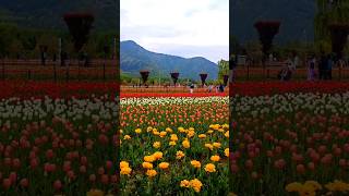 TulipGardenKashmirKashmirTulipGardenIndiraGandhiTulipGardentrendingviralshortviralvideo [upl. by Laurinda]