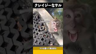 動物園でサルにマジックを見せるにはどうすればいいですか？ 不思議 [upl. by Magdalena]