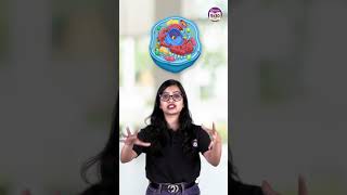 Why are lysosomes called the suicide bags of the cell ytshorts byjus [upl. by Hege714]