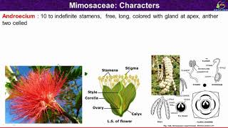 Mimosaceae Family Characters Morphological and Floral Characters of Mimosaceae Family [upl. by Sean]