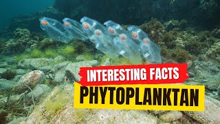 Phytoplankton Facts [upl. by Bettina]