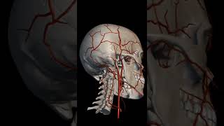 Cranium skull arteryveinscardiovascular anatomyandphysiologynursing [upl. by Refannej]