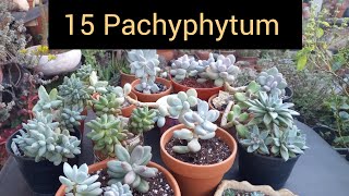 Pachyphytum Cuidados Trasplantes cactusysuculentas pachyphytum lasplantasdegeral jardin plantas [upl. by Amikat575]