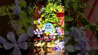 Plumbago Flower plant How to care gardenflower nature rooftopplants mohsingarden [upl. by Kinna]