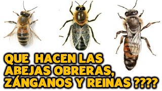 QUE HACEN LAS ABEJAS OBRERAS ZÁNGANAS Y REINAS [upl. by Balas]