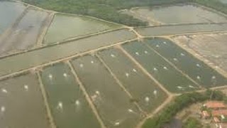 Cómo Cultivar Camarones y peces en Acuacultivo  TvAgro por Juan Gonzalo Angel [upl. by Thorlay493]