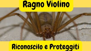 quotRagno Violino in Italia Come Riconoscerlo Dove Vive e Cosa Fare in Caso di Morsoquot [upl. by Schreibe]