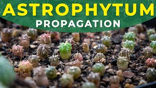 HOW TO GROW ASTROPHYTUM CACTUS FROM SEEDS  Germination period seedlings care [upl. by Grefe34]