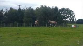 Two African Blesbok Antelopes fighting each other defending territories [upl. by Atin]