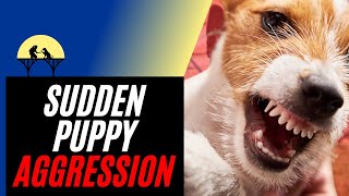 Sudden Puppy Aggression amp How to Stop It tutorial [upl. by Hourigan465]