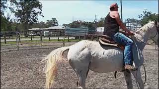 Caboolture Horse Sale quotStormyquot [upl. by Nylkoorb330]