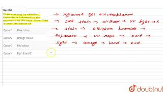 DNA staining by ethidium bromide is followed by the exposure to UV rays [upl. by Atilrep784]