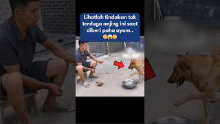 Tindakan Tak Terduga Anjing Higienis [upl. by Repooc]