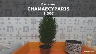 2 bonsai de Chamaecyparis ellwoodii ciprés de Lawson [upl. by Nwadal]