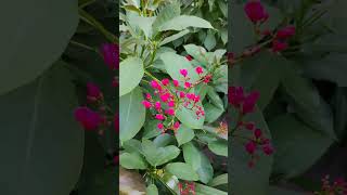 Jatropha integerrimaflowergarden gardenplants nature gardeninggarden [upl. by Hathcock220]