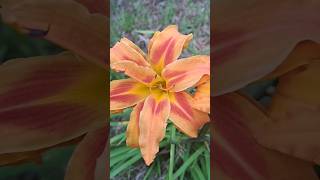 Hemerocallis fulva [upl. by Giuliana2]