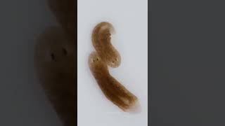 Planaria flatworms। [upl. by Viviana]