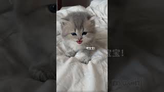 Discovered your little kitten❤️😺 hellomochi cat kitten cats badycat cutecat mochicat kucing [upl. by Rozanna]