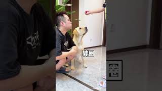 Eski trh kon kr skta hi 😅😅animallover doglover [upl. by Llertak857]