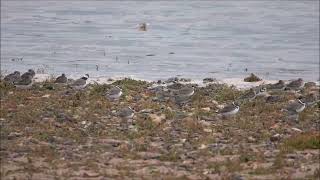 Semipalmated Sandpiper  Dawlish Warren NNR 2102024 [upl. by Leiba751]