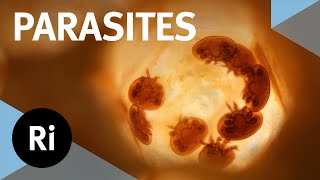 The inside story of parasites – with Scott Gardner and Gabor Racz [upl. by Annij345]