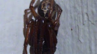 False Widow Spider UK  Skull Marking  Steatoda nobilis  London [upl. by Berne]