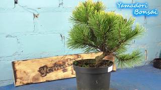 Von der Gartencenter pflanze zum Bonsai die Bergkiefer  Pinus mugo  Cartens Wintergold [upl. by Rinum]