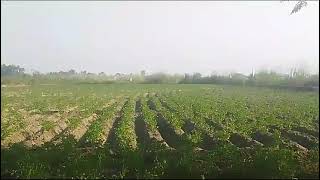 potatoes farming [upl. by Aliemaj]