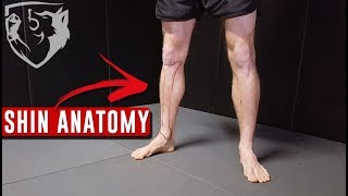 Points of Contact for Roundhouse Kicks Anatomy of the Shin [upl. by Guerin]