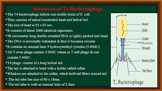 T4 Bacteriophage [upl. by Sawtelle]