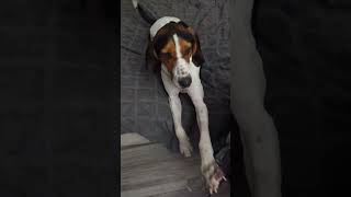 Someone doesnt like to share dog hound hounddog barking howling sharing cute [upl. by Littlejohn]