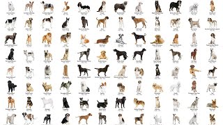 ALL 358 DOG BREEDS IN THE WORLD [upl. by Merv]