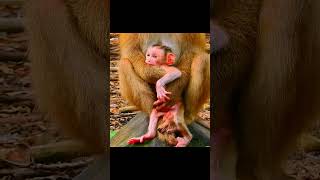 owner and Momm newborn monkey short [upl. by Enylecoj698]