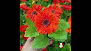 Gerbera Plant 20 Different Colours With Pot amp With Flowers [upl. by Alleber189]