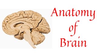 Brain  Anatomy of brain  Parts of brain  Bovine brain  Cerebrum  Cerebellum  Medulla oblongata [upl. by Mckenna]