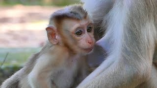 Cutest Baby Feeding Milk animals49 nature shots [upl. by Ullyot]