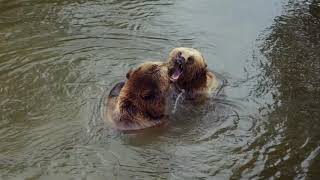 Lovely Bears Bathing And Loving In The River  Bear Swming In The River  Animals galaxy 2021 [upl. by Oigimer]