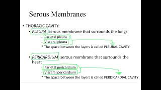 Dr Benaduce Serous Membranes Pleura Pericardium amp Peritoneum Introduction to Anatomy Lecture [upl. by Downes]