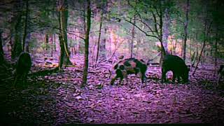 Loud Recurve Vs Fast Pig [upl. by Hbahsur442]