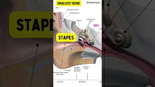 What is the smallest bone in the body and where is it located [upl. by Yetnruoc]