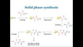 Solid phase synthesis  Synthesis on solid support [upl. by Susej]