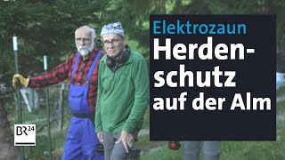 Zum Schutz vor Wölfen Elektrozaun in alpinem Gelände  Abendschau  BR24 [upl. by Godfree]