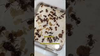 ants pets Odontoponera Acanthomyrmex [upl. by Hgielrak]