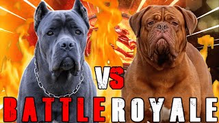 Cane Corso vs French Mastiff  Cane Corso vs Dogue De Bordeaux  Powerful Guard Dog  Billa Boyka [upl. by Nibor]