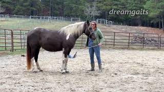 Taming a fearful pregnant mare through advance and retreat grooming [upl. by Aker864]