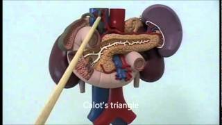 Gross anatomy of upper abdominal viscera [upl. by Samul]